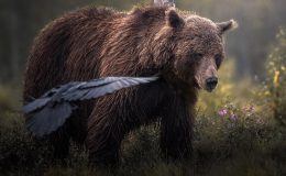 Gölyazı, sonbaharda göçmen kuş misafir ediyor